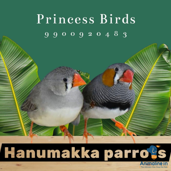 1 year old pinches Birds 